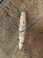 Tineinae