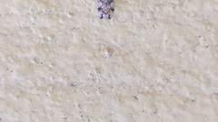 Cixiosoma bonaerense