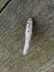 Tineinae