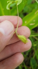 Crotalaria stipularia
