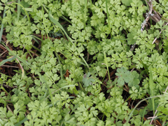 Anthriscus caucalis