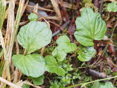 Cardamine nuttallii