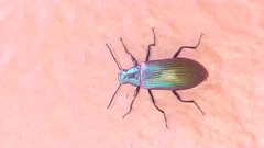 Strongylium cupreocinctum
