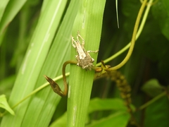 Episomus chinensis