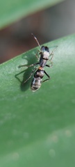 Salticidae