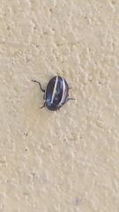 Doryphorina