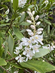 Cliftonia monophylla