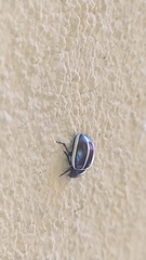 Doryphorina