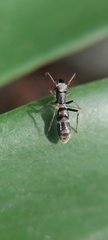 Salticidae