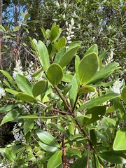 Cliftonia monophylla