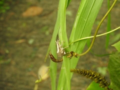 Episomus chinensis