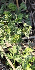 Cnidium monnieri formosanum