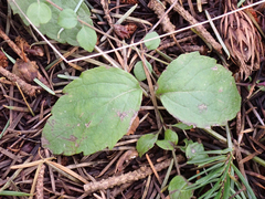 Clinopodium douglasii