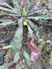 Camissoniopsis micrantha