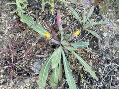 Camissoniopsis micrantha