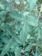 Macroptilium lathyroides