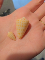 Conus spurius