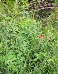 Macroptilium lathyroides