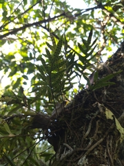 Pleopeltis pleopeltifolia