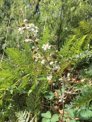 Rubus leucostachys