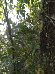 Pleopeltis pleopeltifolia