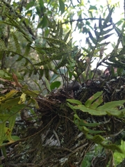 Pleopeltis pleopeltifolia