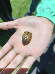 Chondropyga dorsalis