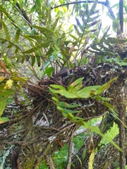 Pleopeltis pleopeltifolia