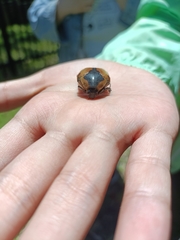 Chondropyga dorsalis