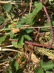 Rubus leucostachys