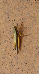 Bermius odontocercus