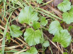 Cardamine nuttallii