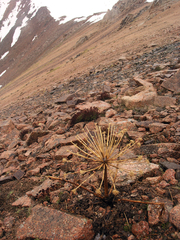 Archangelica brevicaulis