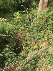 Rubus leucostachys