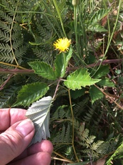 Rubus leucostachys