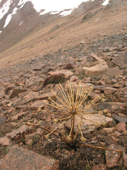 Archangelica brevicaulis