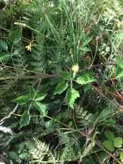 Rubus leucostachys