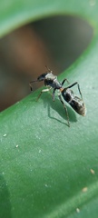 Salticidae