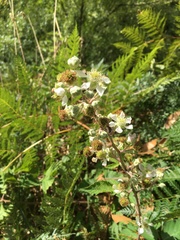 Rubus leucostachys
