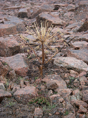Archangelica brevicaulis