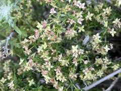 Galium nuttallii