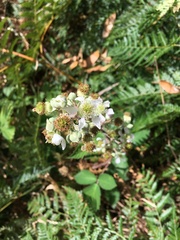 Rubus leucostachys