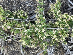 Galium nuttallii