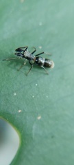 Salticidae