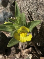 Mohavea breviflora