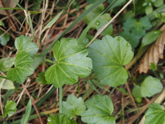 Cardamine nuttallii