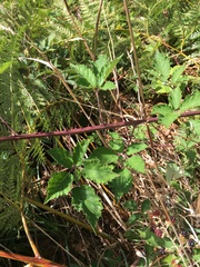 Rubus leucostachys
