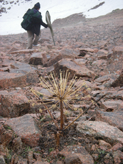 Archangelica brevicaulis