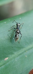 Salticidae