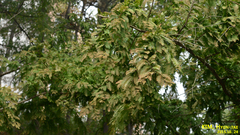 Metasequoia glyptostroboides